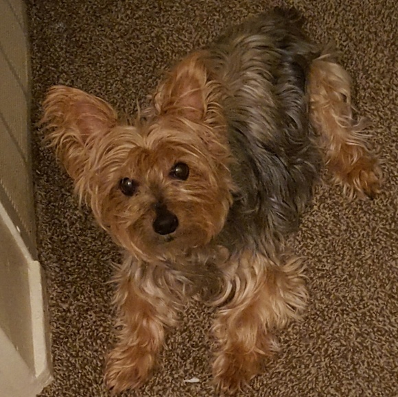 yorkiemom1111